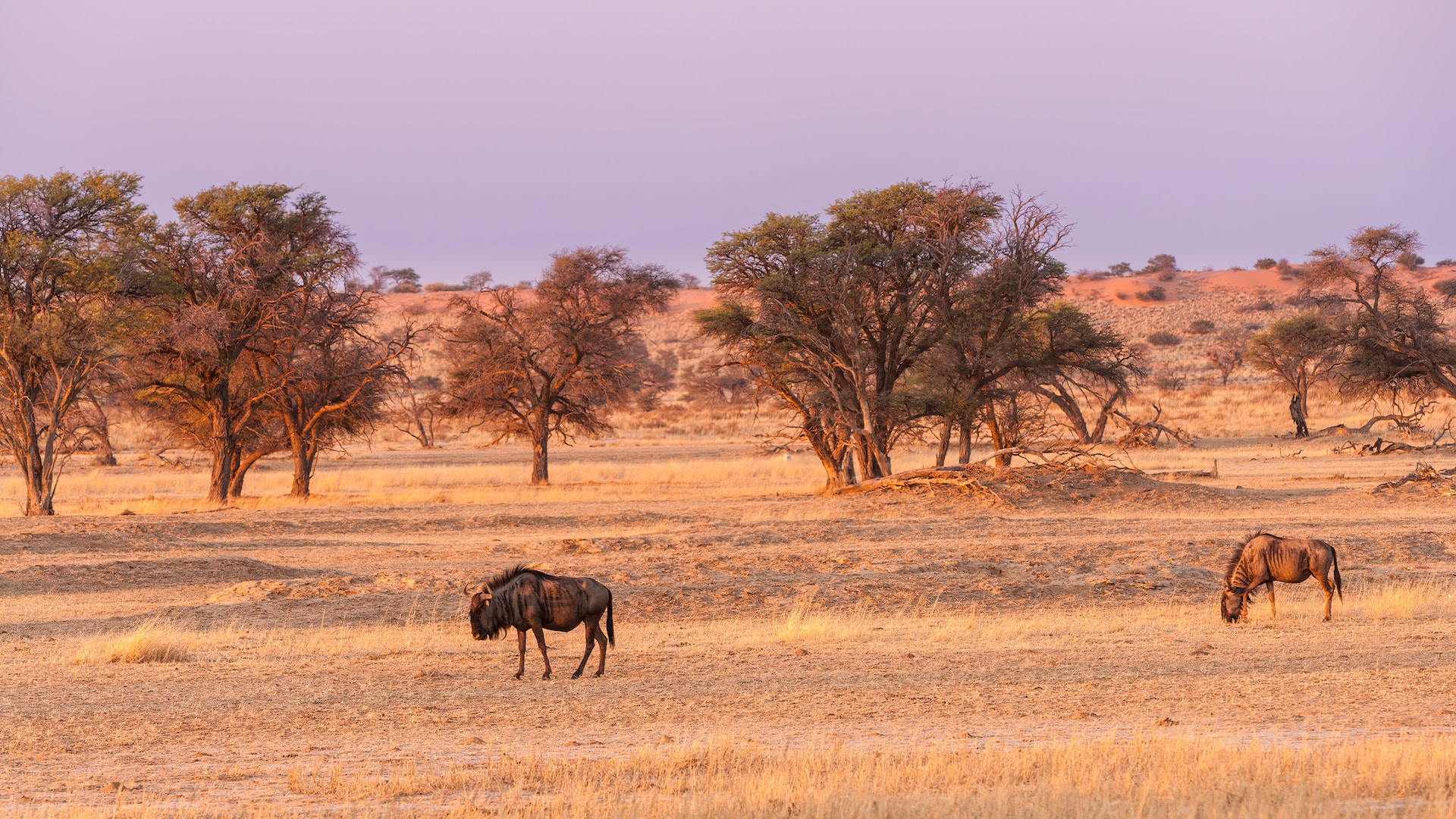 location scouting namibia